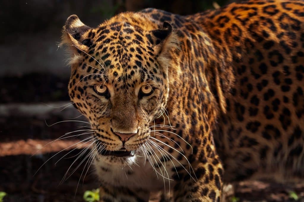 Jaguar