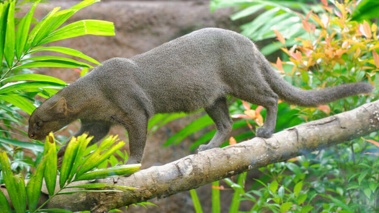 Jaguarundi