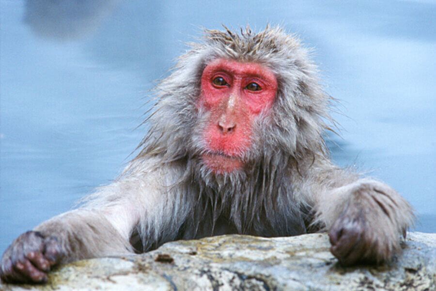 Japanese Macaque