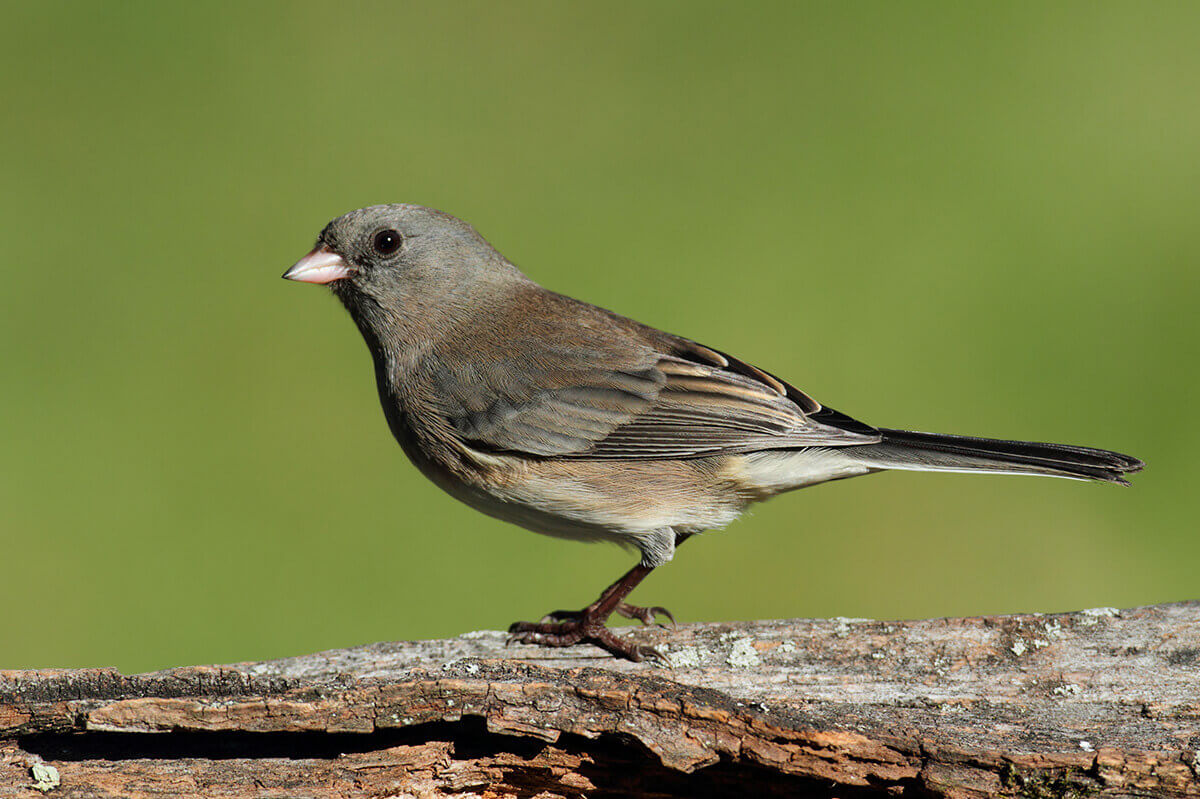 Junco