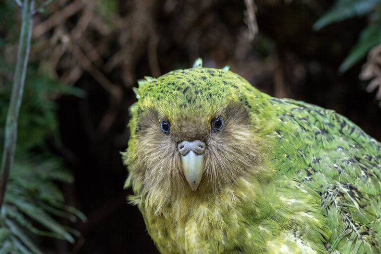 Kakapo