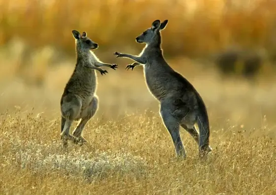 Kangaroo