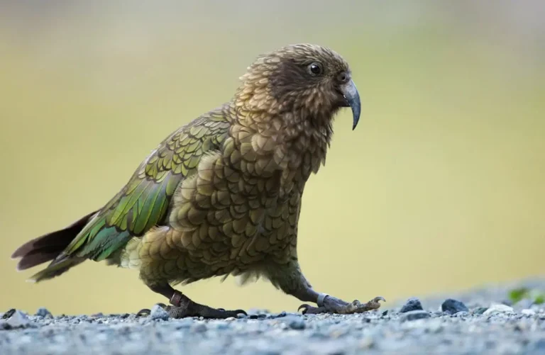 Kea