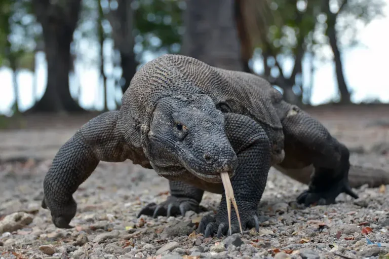 Komodo Dragon