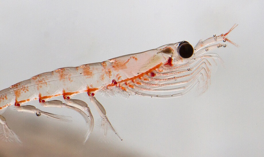 Krill