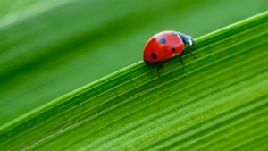 Ladybug