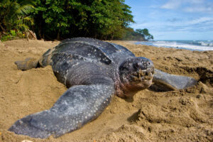 Leatherback Sea Turtle