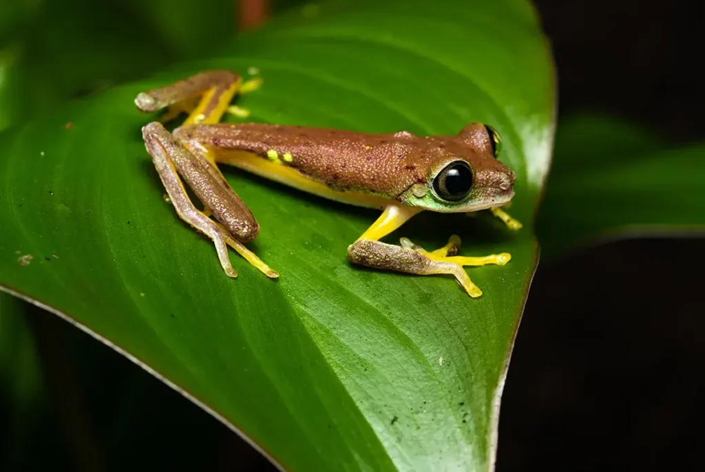 Lemur Leaf Frog