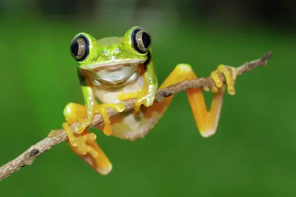 Lemur Leaf Frog