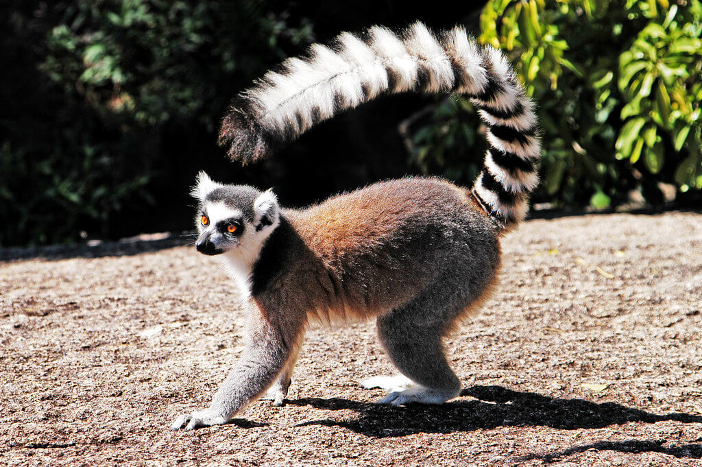 Lemur