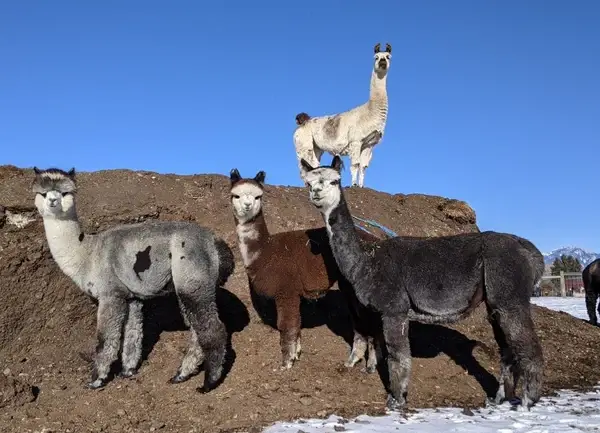 Llama