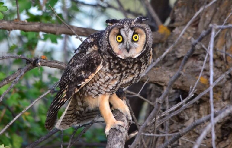 Long-Eared Owl