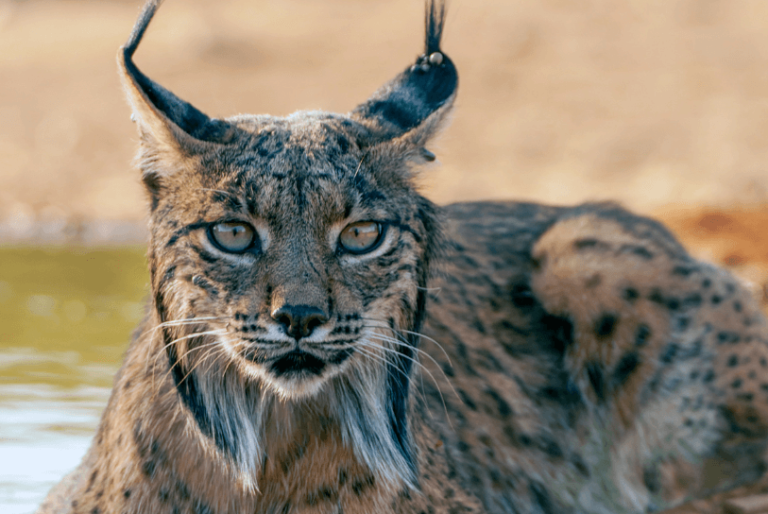 Lynx