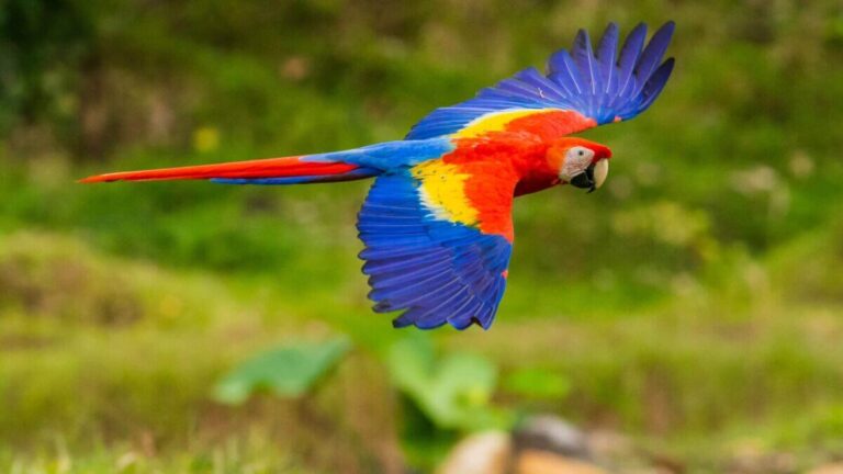 Macaw