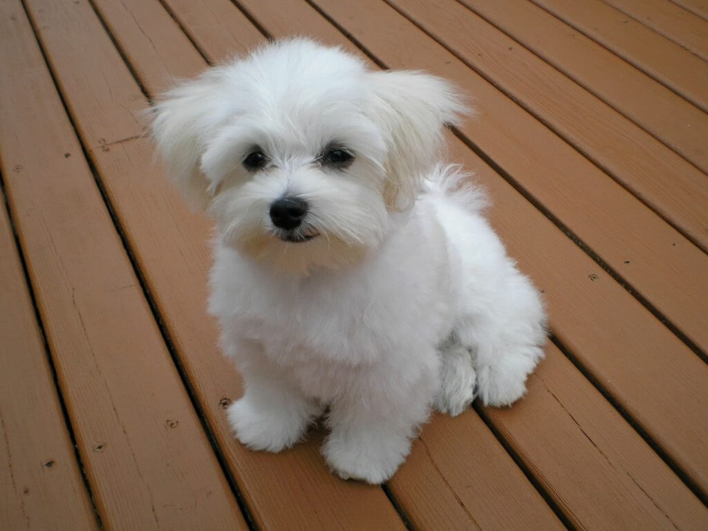 Maltese Poodle dog Breed