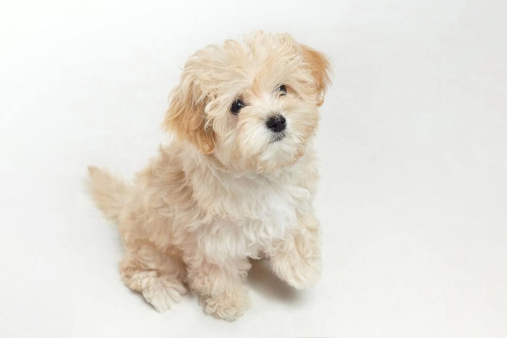 What Size Is a Maltese Poodle?