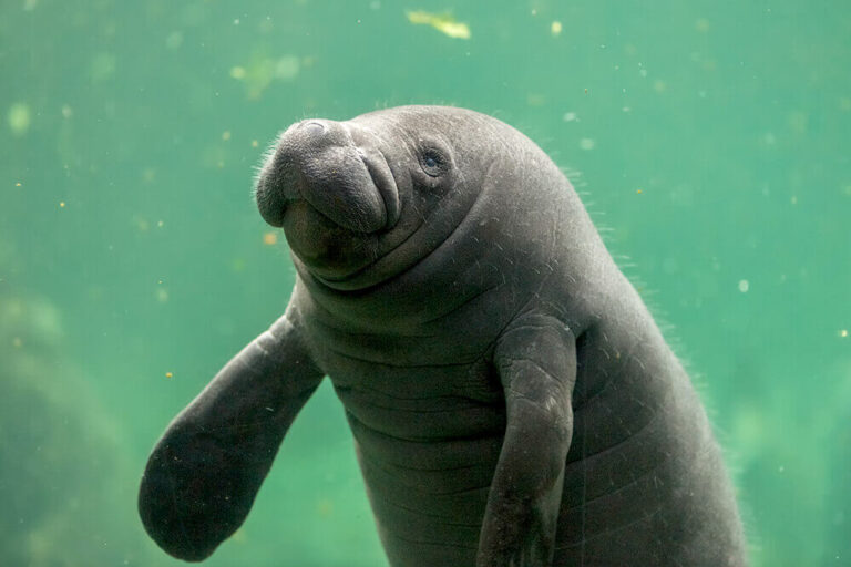 Manatee Facts: Classification, Habitat, Behavior & Conservation