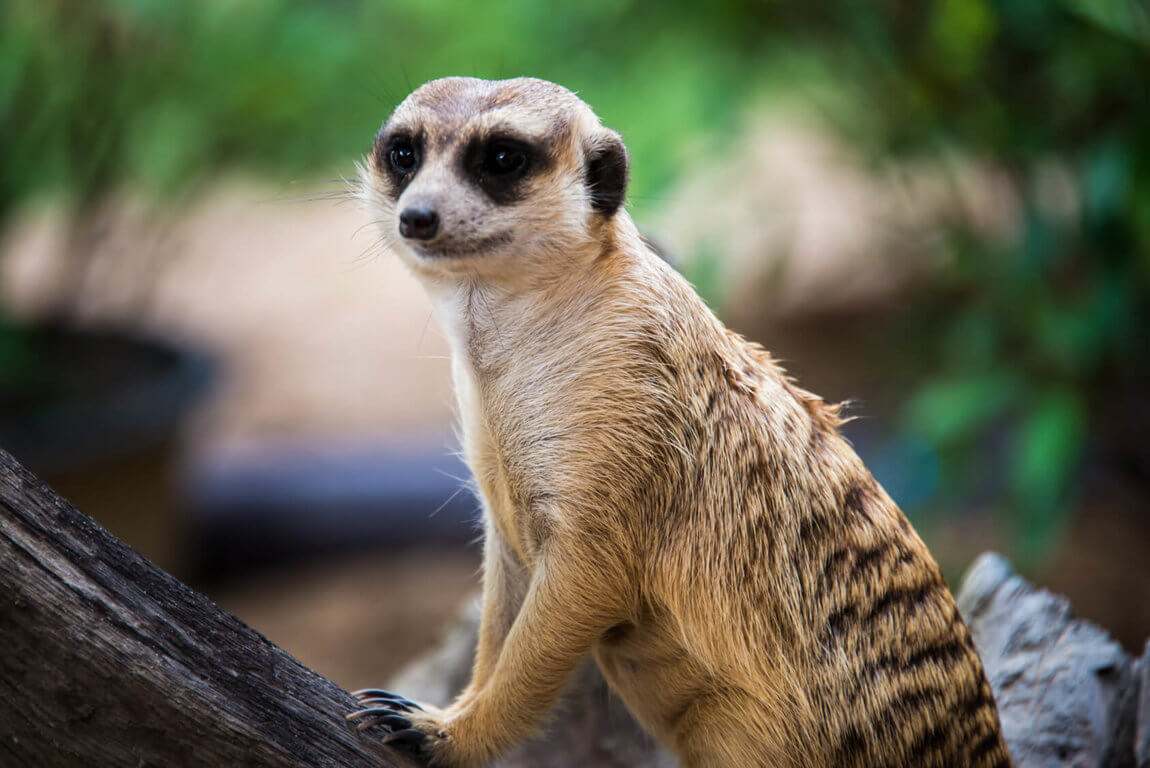 Meerkat