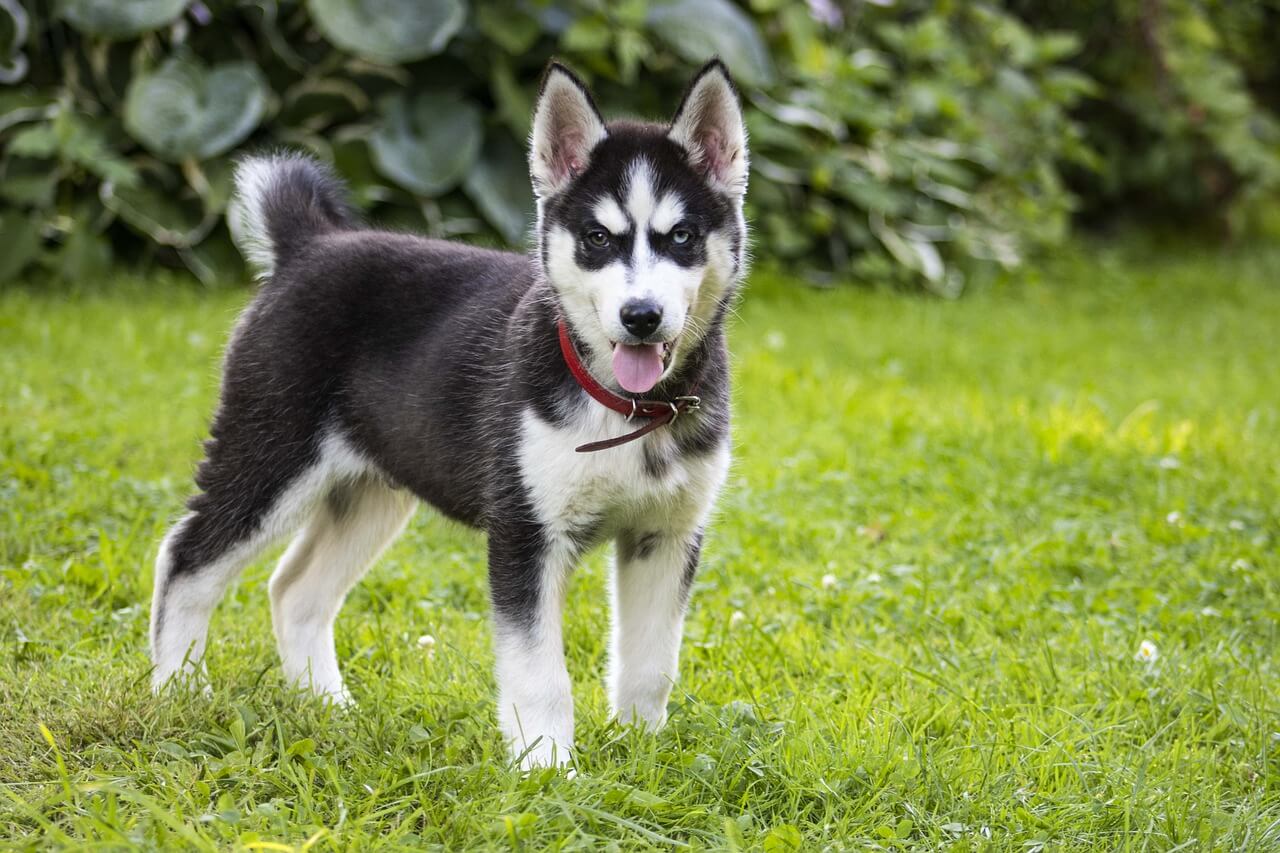 Mini Husky Dog breed