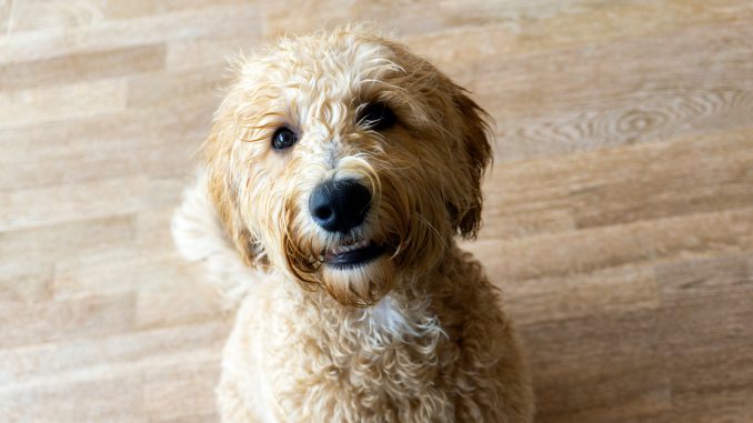 Mini Labradoodle Dog