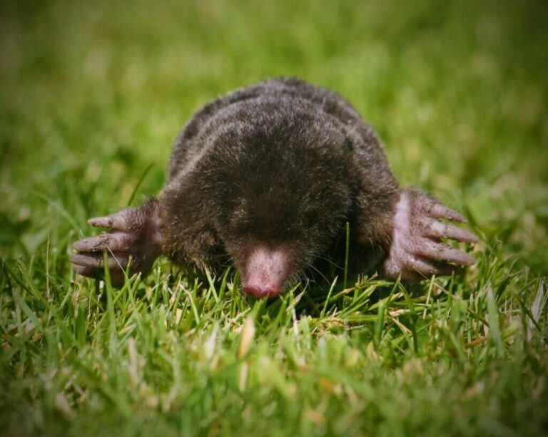 Mind Blowing Mole Animal Facts How Big Is It Really - 7ca5d6l