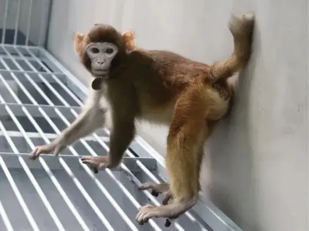 Monkey