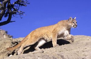 Mountain Lion (Cougar)