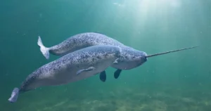 Narwhal