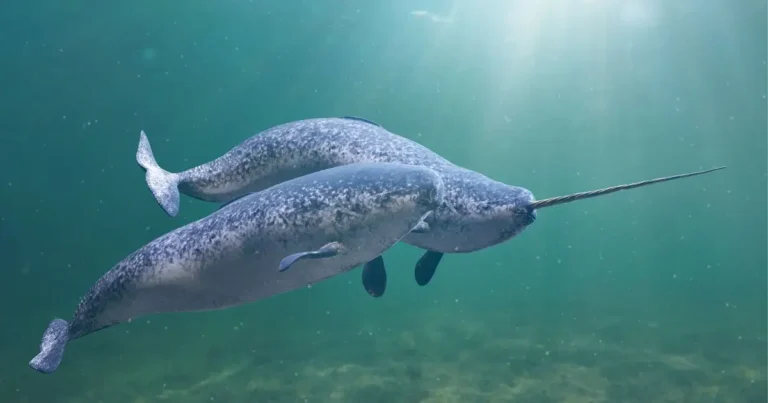 Narwhal