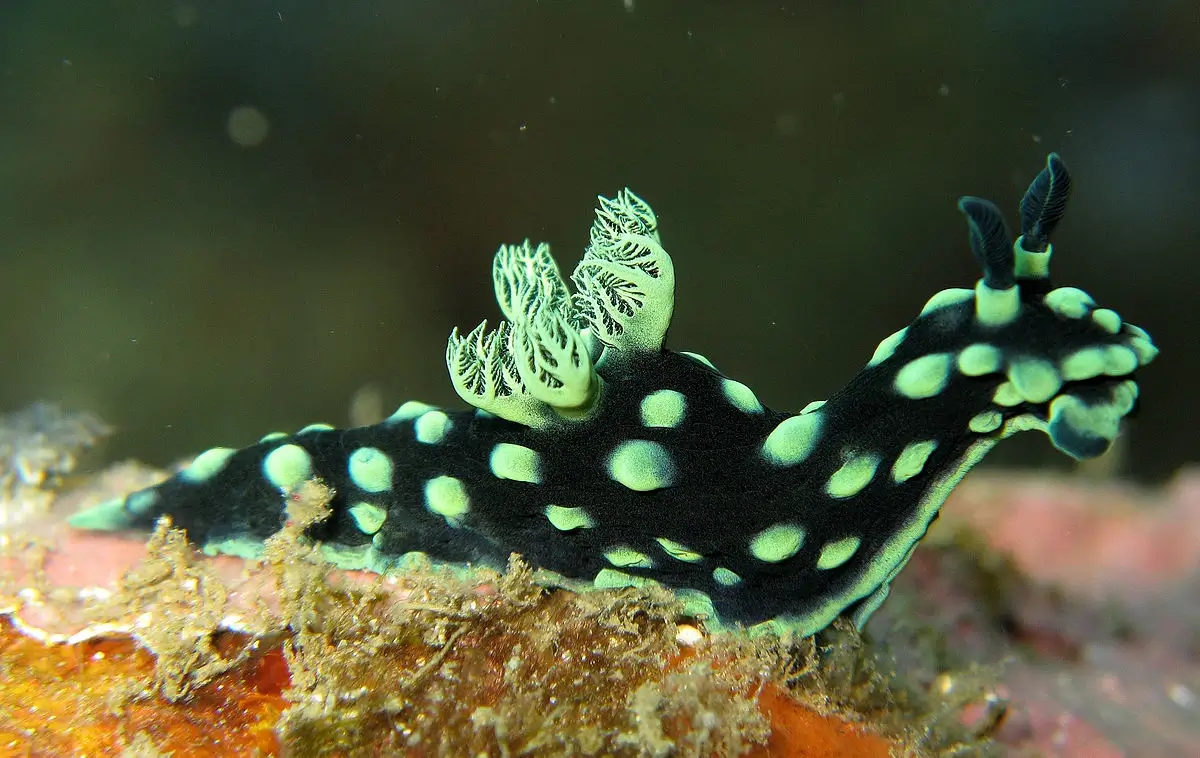 Nudibranch