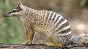 Numbat