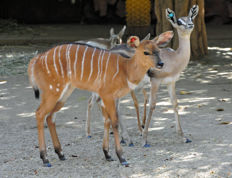 Nyala