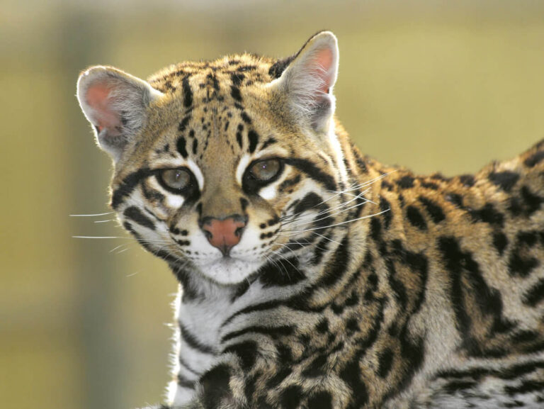 Ocelot