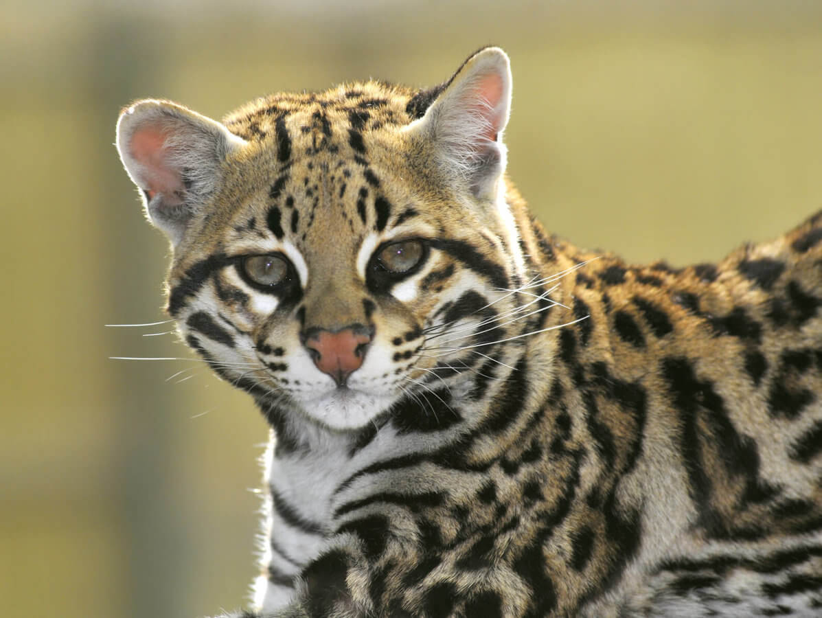 Ocelot: Fascinating Facts About This Beautiful Wildcat