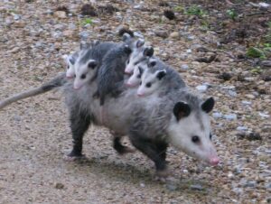 Opossum