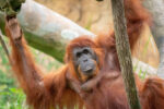 Amazing Orangutan Discovery A Genetic Breakthrough - vao1jb0
