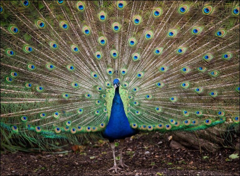 Peacock