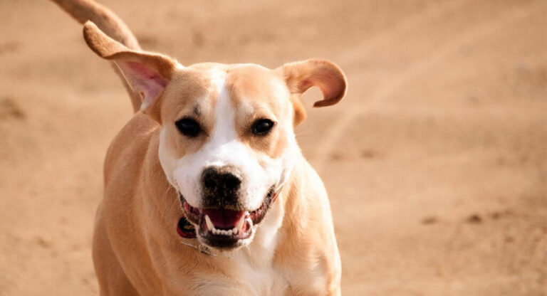 Pitbull Lab Mix dog breed