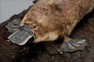 Platypus