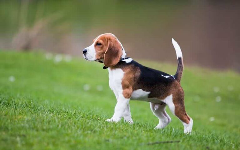 Pocket Beagle dog breed