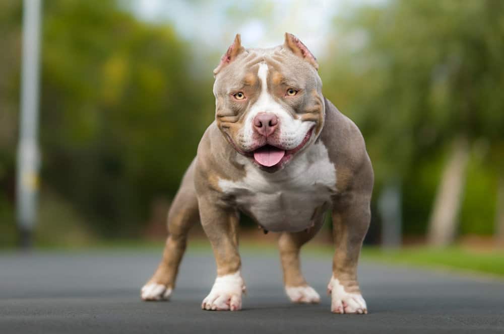 Pocket Bully dog breed