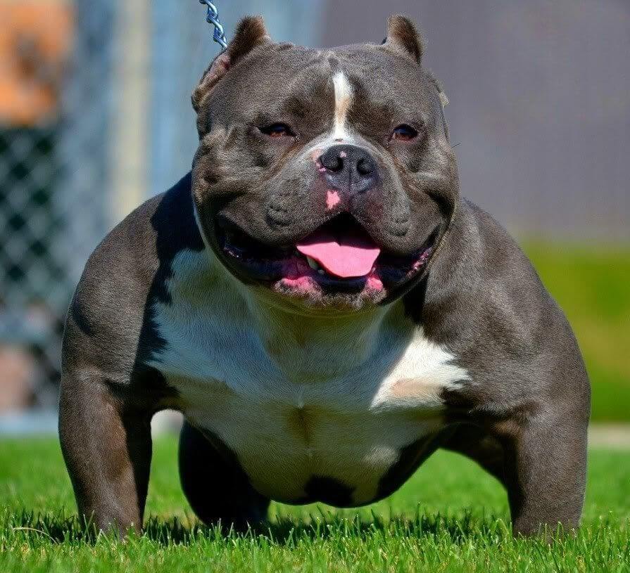 Pocket Bully Dog