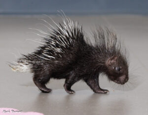 Porcupine