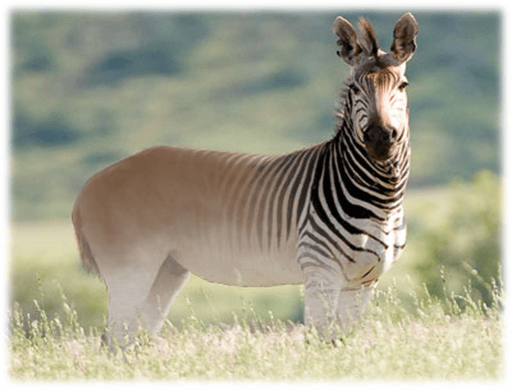 Quagga