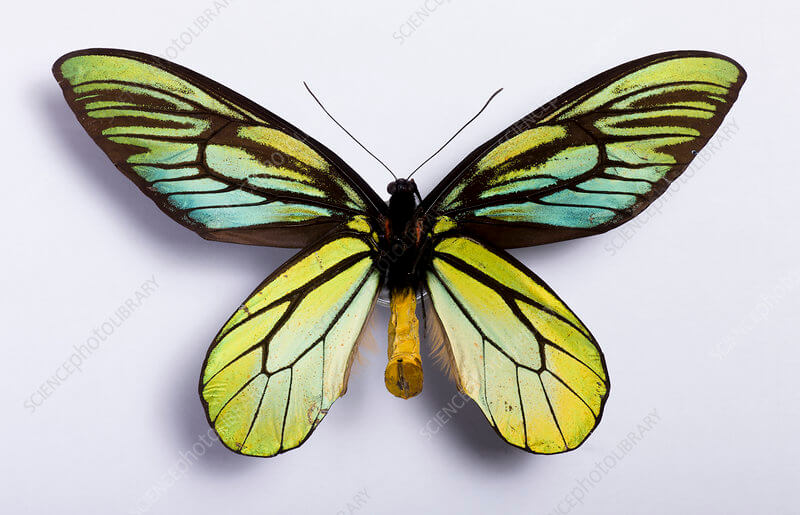 Queen Alexandra's Birdwing