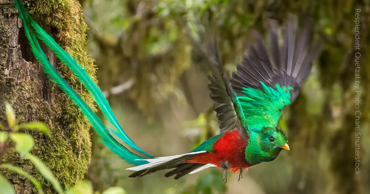 Quetzal