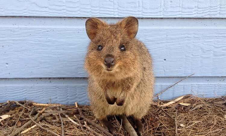 Quokka