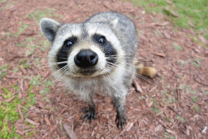 Raccoon: Behavior, Habitat, Diet, and Human Interaction