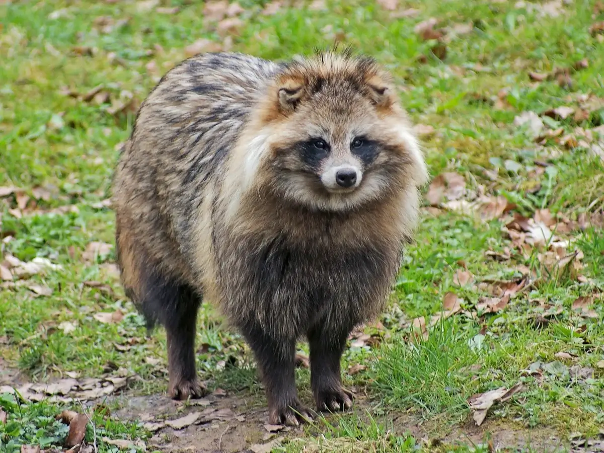 Raccoon