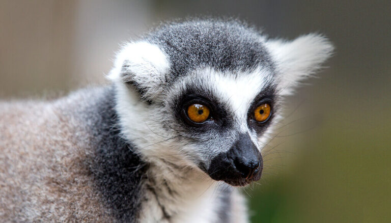 Ring-tailed Lemur